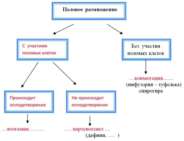 Половое и бесполое размножение организмов (9 класс) – сравнение и значение в таблице